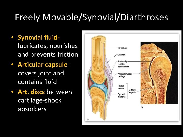 Freely Movable/Synovial/Diarthroses • Synovial fluidlubricates, nourishes and prevents friction • Articular capsule covers joint Freely Movable/Synovial/Diarthroses • Synovial fluidlubricates, nourishes and prevents friction • Articular capsule covers joint