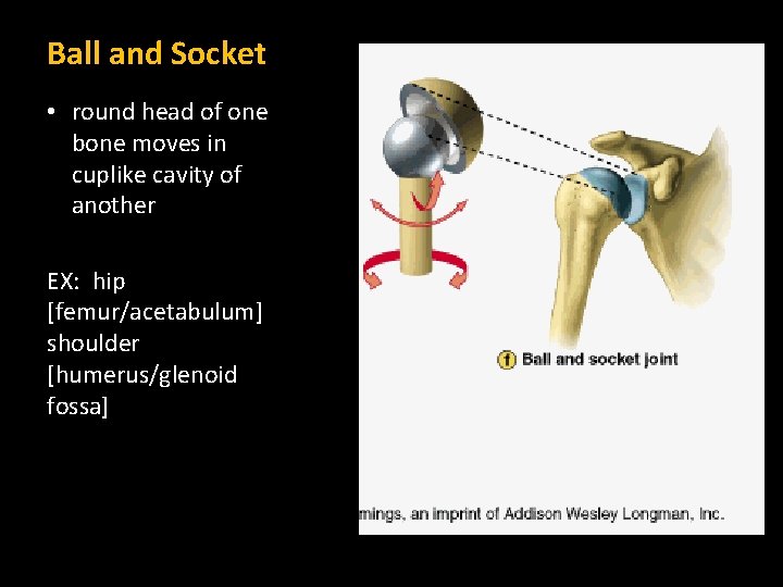 Ball and Socket • round head of one bone moves in cuplike cavity of Ball and Socket • round head of one bone moves in cuplike cavity of