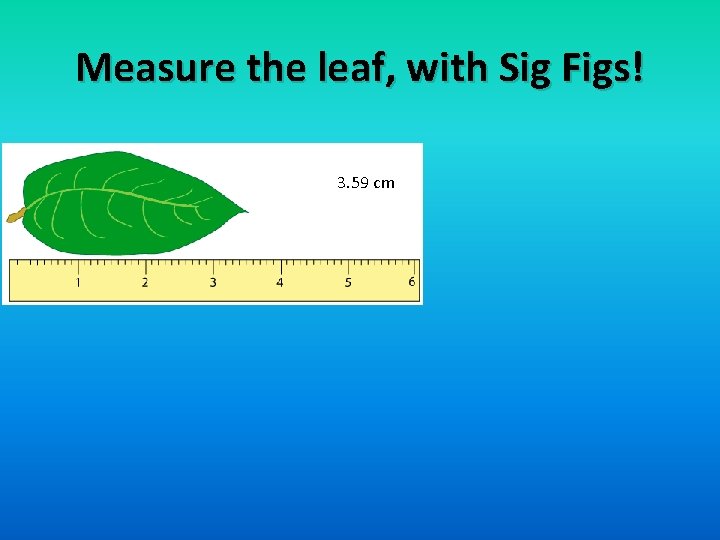 Measure the leaf, with Sig Figs! 3. 59 cm Measure the leaf, with Sig Figs! 3. 59 cm