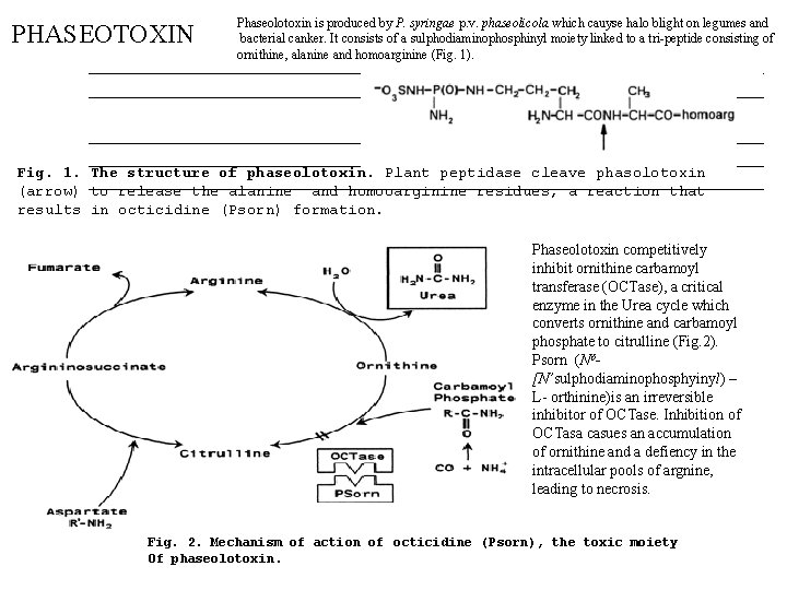PHASEOTOXIN Phaseolotoxin is produced by P. syringae p. v. phaseolicola which cauyse halo blight