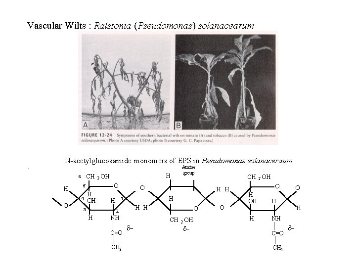 Vascular Wilts : Ralstonia (Pseudomonas) solanacearum N-acetylglucosamide monomers of EPS in Pseudomonas solanaceraum. CH