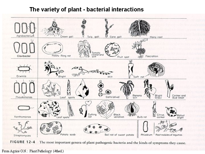 The variety of plant - bacterial interactions From Agrios G. N. : Plant Pathology