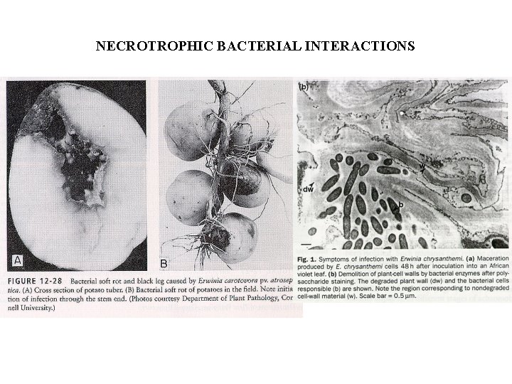 NECROTROPHIC BACTERIAL INTERACTIONS 