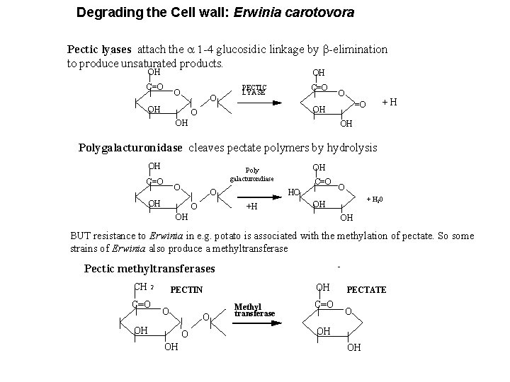 Degrading the Cell wall: Erwinia carotovora Pectic lyases attach the a 1 -4 glucosidic