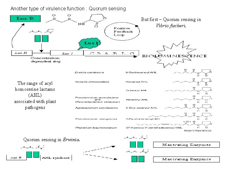 Another type of virulence function : Quorum sensing But first – Quorum sensing in