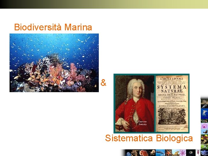 Biodiversità Marina & Sistematica Biologica 