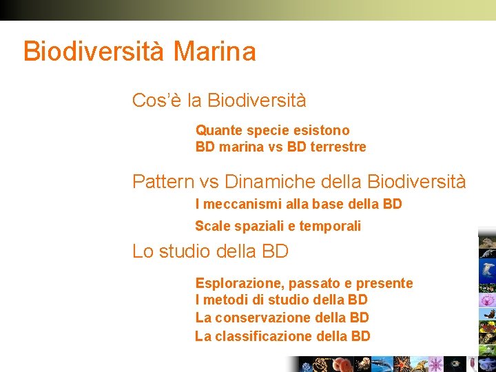 Biodiversità Marina Cos’è la Biodiversità Quante specie esistono BD marina vs BD terrestre Pattern