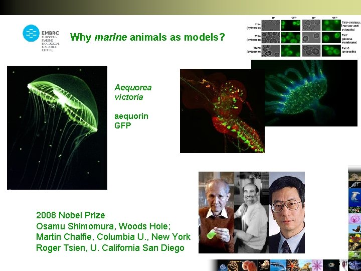 Why marine animals as models? Aequorea victoria aequorin GFP 2008 Nobel Prize Osamu Shimomura,