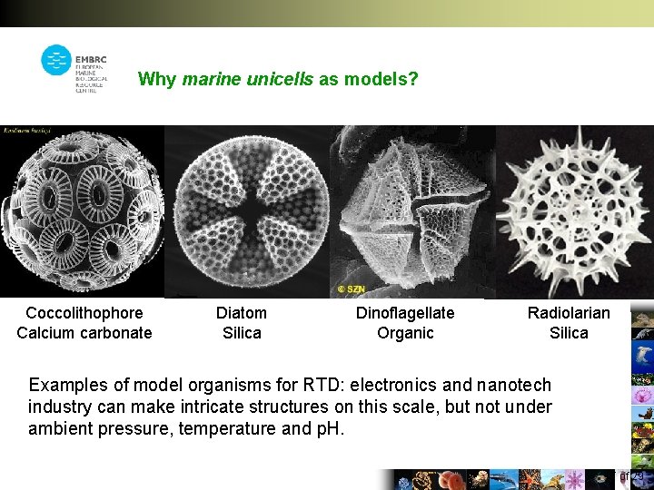 Why marine unicells as models? Coccolithophore Calcium carbonate Diatom Silica Dinoflagellate Organic Radiolarian Silica