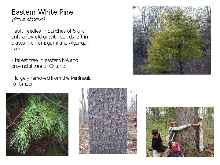 Eastern White Pine (Pinus strobus) - soft needles in bunches of 5 and only