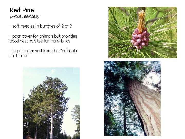 Red Pine (Pinus resinosa) - soft needles in bunches of 2 or 3 -