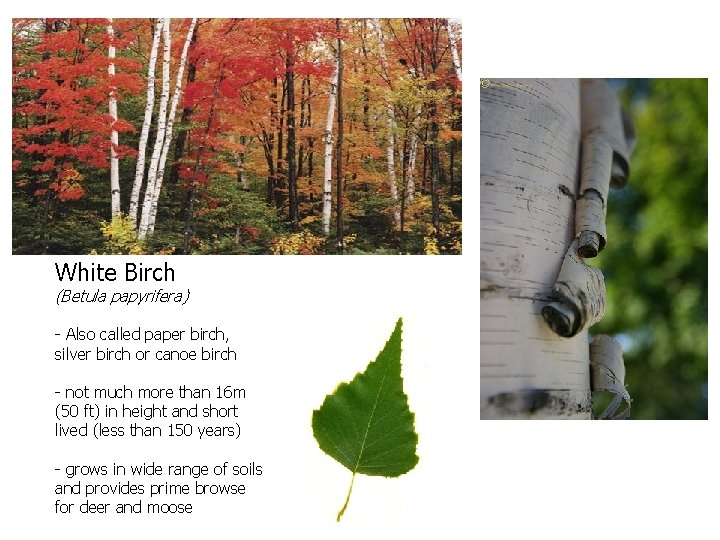 White Birch (Betula papyrifera) - Also called paper birch, silver birch or canoe birch