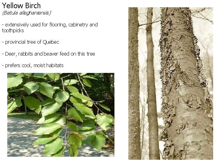 Yellow Birch (Betula alleghaniensis) - extensively used for flooring, cabinetry and toothpicks - provincial
