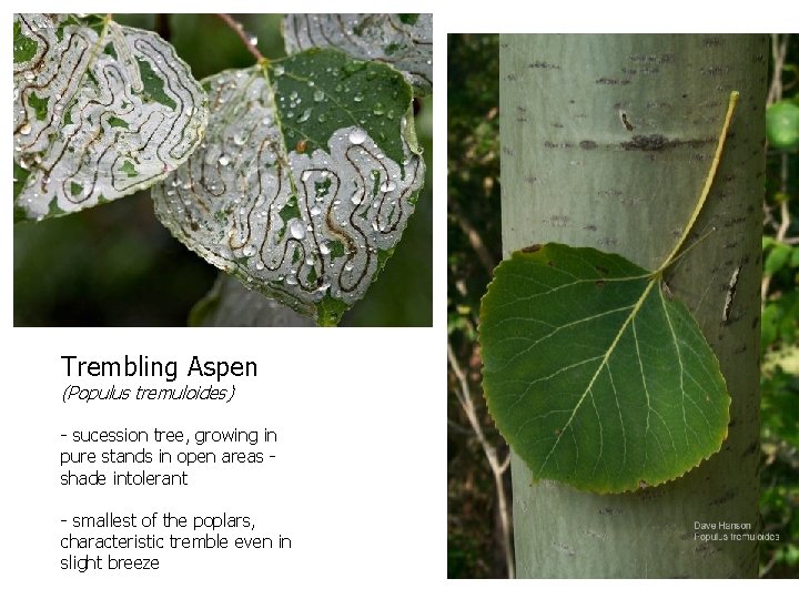 Trembling Aspen (Populus tremuloides) - sucession tree, growing in pure stands in open areas