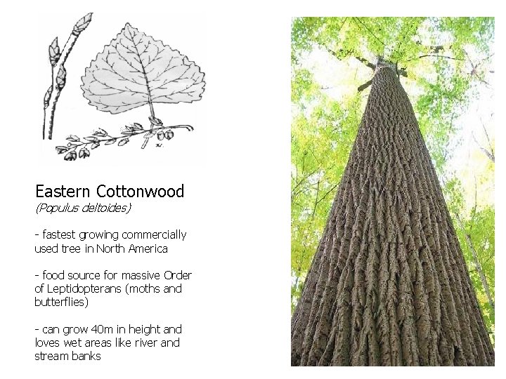 Eastern Cottonwood (Populus deltoides) - fastest growing commercially used tree in North America -