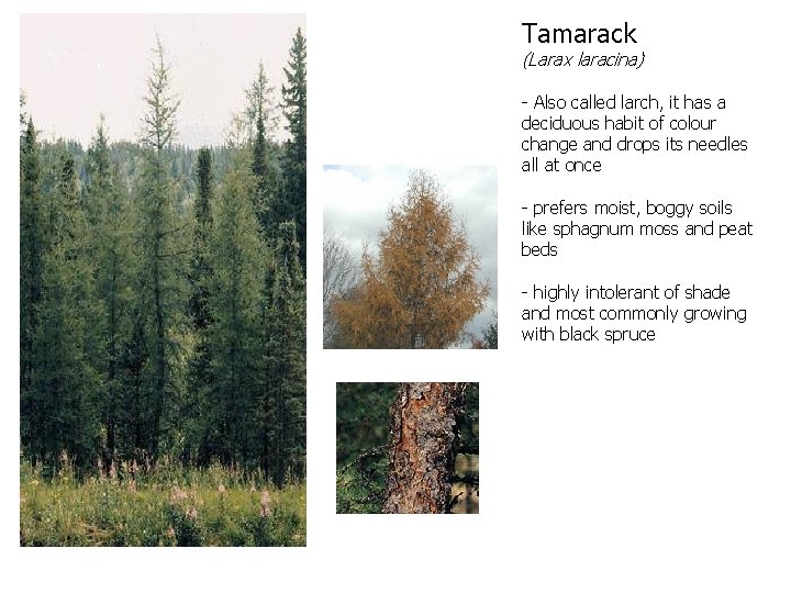Tamarack (Larax laracina) - Also called larch, it has a deciduous habit of colour