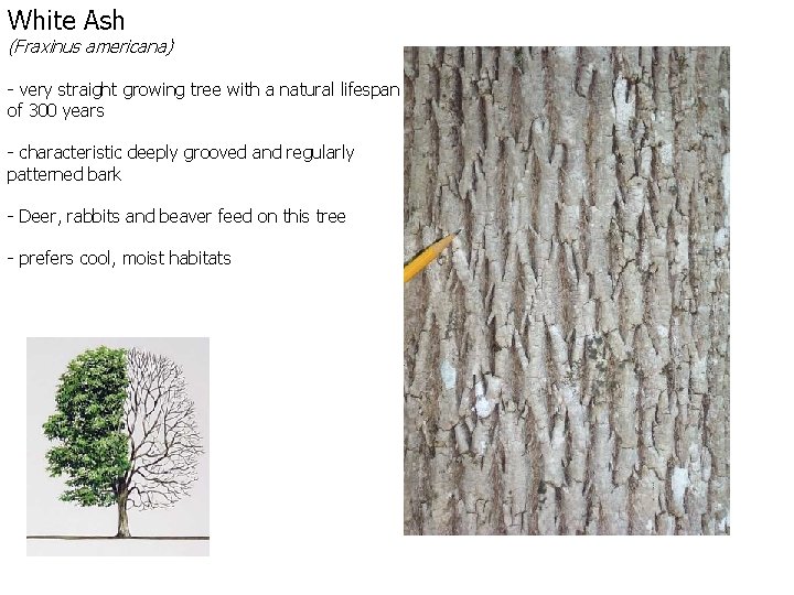 White Ash (Fraxinus americana) - very straight growing tree with a natural lifespan of