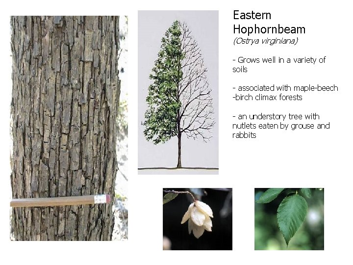Eastern Hophornbeam (Ostrya virginiana) - Grows well in a variety of soils - associated