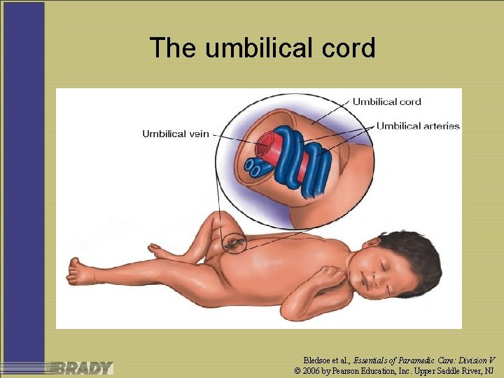 The umbilical cord Bledsoe et al. , Essentials of Paramedic Care: Division V ©