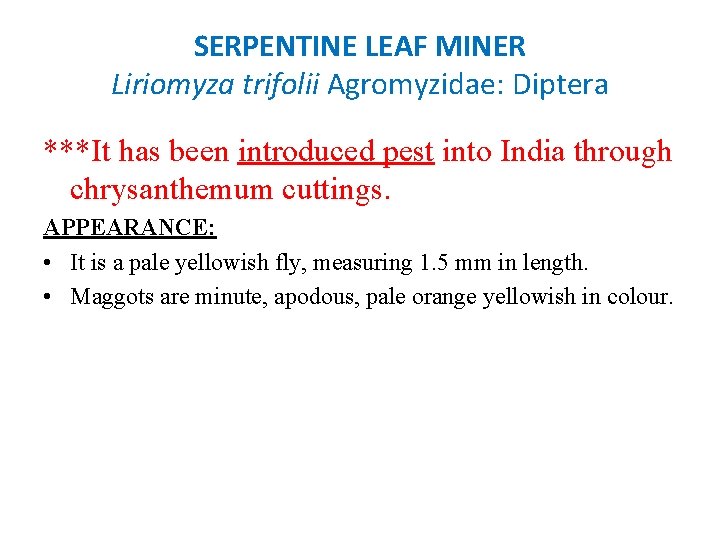 SERPENTINE LEAF MINER Liriomyza trifolii Agromyzidae: Diptera ***It has been introduced pest into India