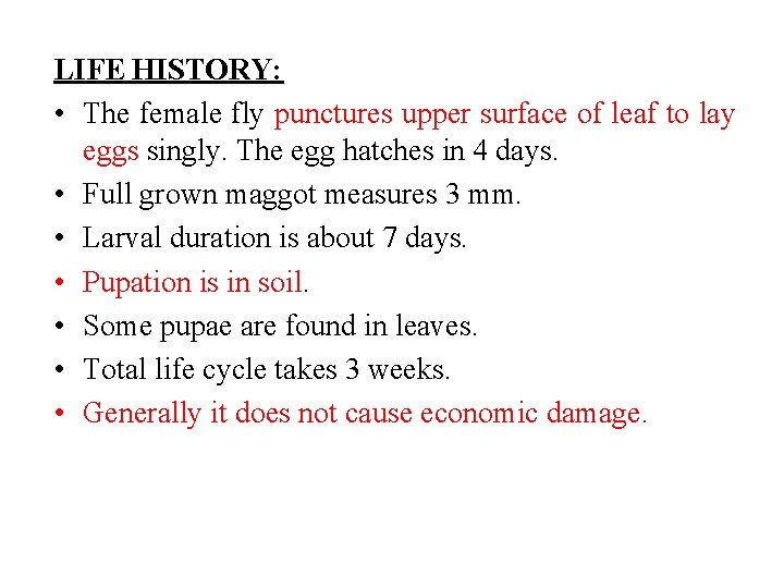 LIFE HISTORY: • The female fly punctures upper surface of leaf to lay eggs