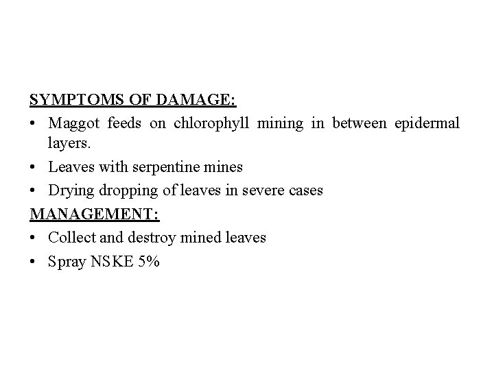 SYMPTOMS OF DAMAGE: • Maggot feeds on chlorophyll mining in between epidermal layers. •
