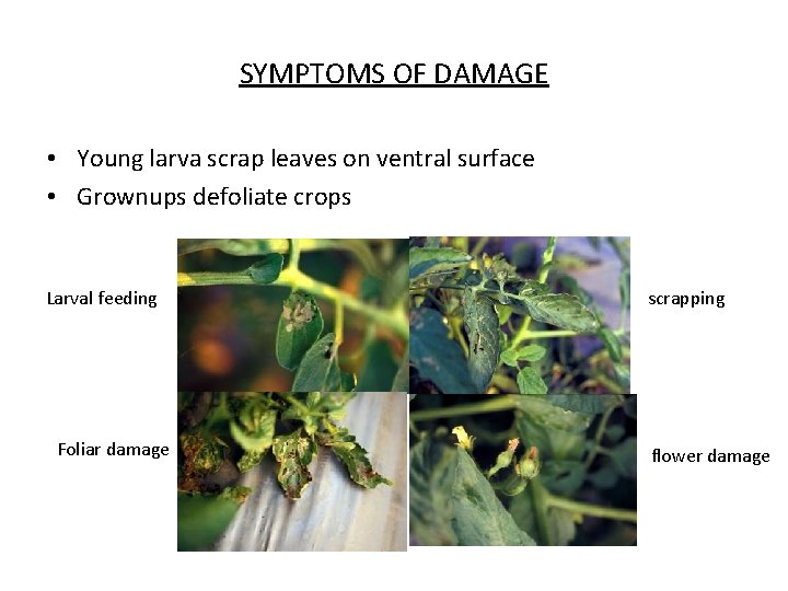 SYMPTOMS OF DAMAGE • Young larva scrap leaves on ventral surface • Grownups defoliate