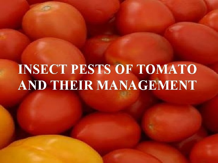 INSECT PESTS OF TOMATO AND THEIR MANAGEMENT 