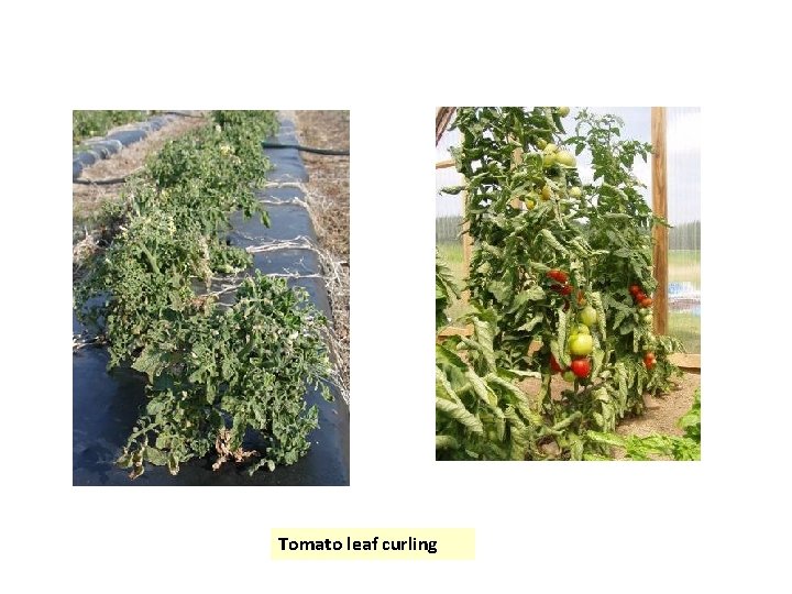 Tomato leaf curling 
