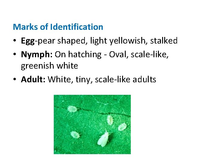 Marks of Identification • Egg-pear shaped, light yellowish, stalked • Nymph: On hatching -