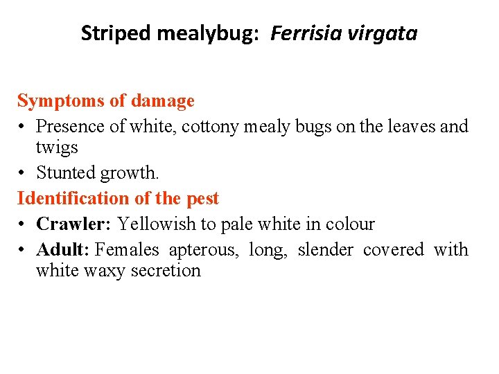 Striped mealybug: Ferrisia virgata Symptoms of damage • Presence of white, cottony mealy bugs