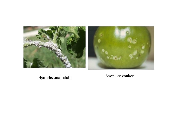 Nymphs and adults Spot like canker 