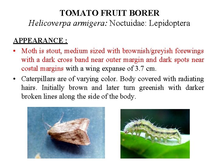 TOMATO FRUIT BORER Helicoverpa armigera: Noctuidae: Lepidoptera APPEARANCE : • Moth is stout, medium