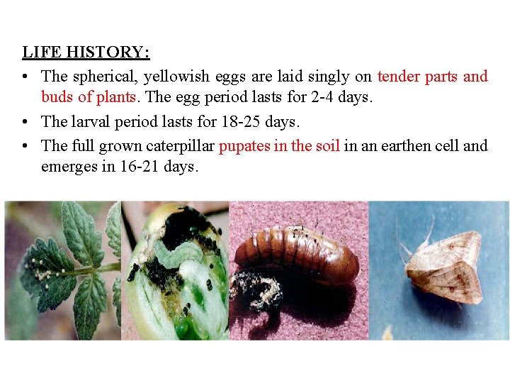 LIFE HISTORY: • The spherical, yellowish eggs are laid singly on tender parts and