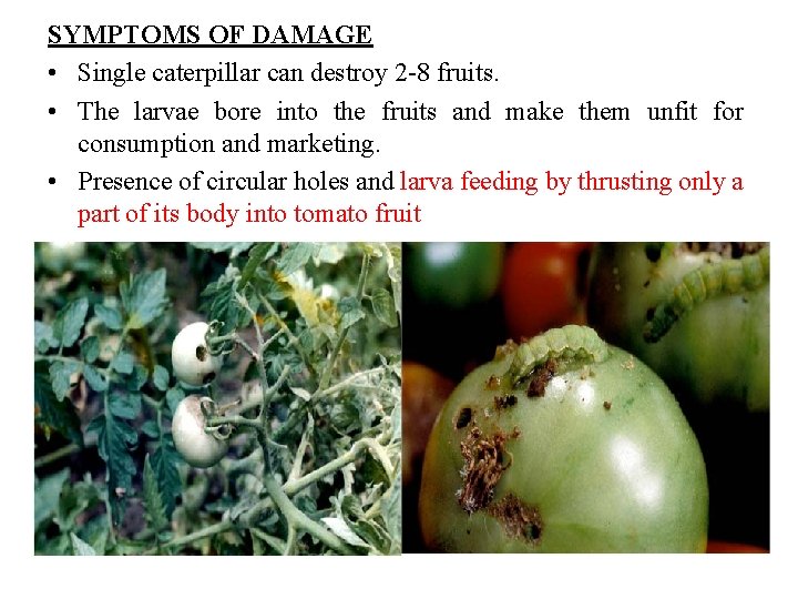 SYMPTOMS OF DAMAGE • Single caterpillar can destroy 2 -8 fruits. • The larvae