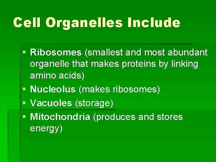 Cell Organelles Include § Ribosomes (smallest and most abundant organelle that makes proteins by