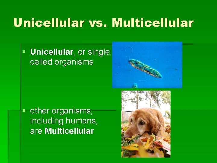 Unicellular vs. Multicellular § Unicellular, or single celled organisms § other organisms, including humans,