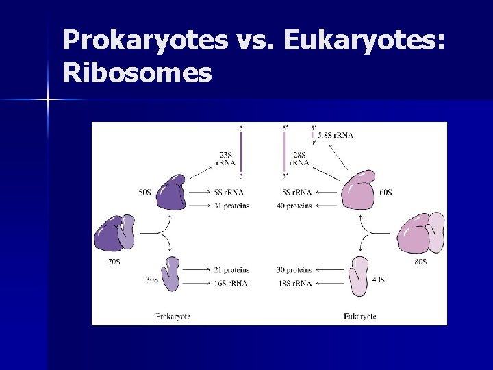 Prokaryotes vs. Eukaryotes: Ribosomes 