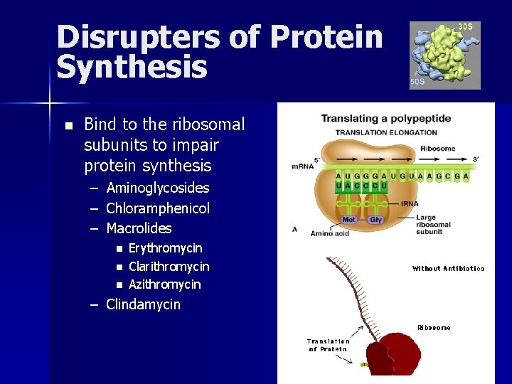 Disrupters of Protein Synthesis n Bind to the ribosomal subunits to impair protein synthesis