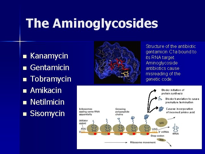 The Aminoglycosides n n n Kanamycin Gentamicin Tobramycin Amikacin Netilmicin Sisomycin Structure of the