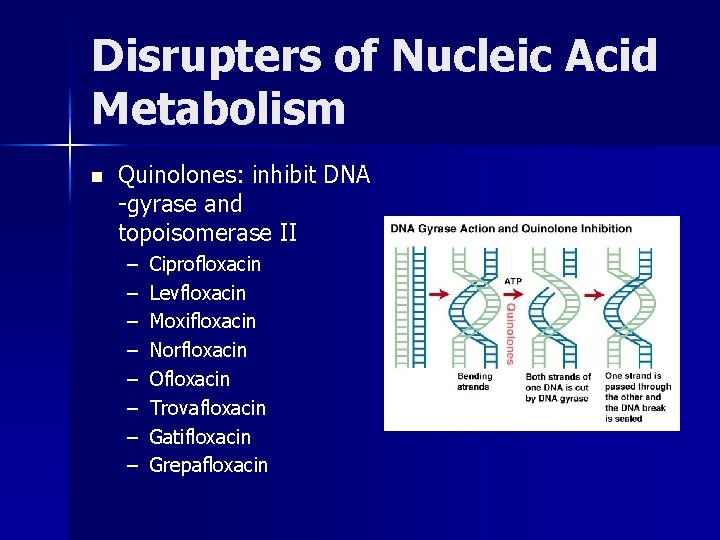 Disrupters of Nucleic Acid Metabolism n Quinolones: inhibit DNA -gyrase and topoisomerase II –