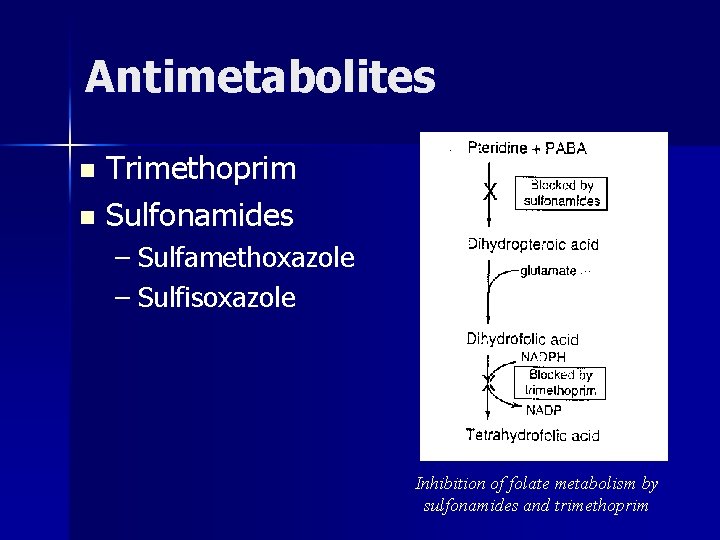 Antimetabolites Trimethoprim n Sulfonamides n – Sulfamethoxazole – Sulfisoxazole Inhibition of folate metabolism by
