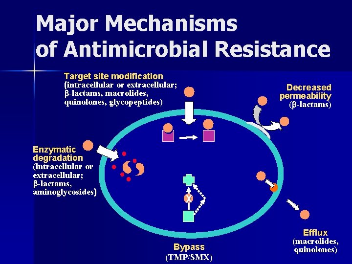 Major Mechanisms of Antimicrobial Resistance Target site modification (intracellular or extracellular; -lactams, macrolides, quinolones,