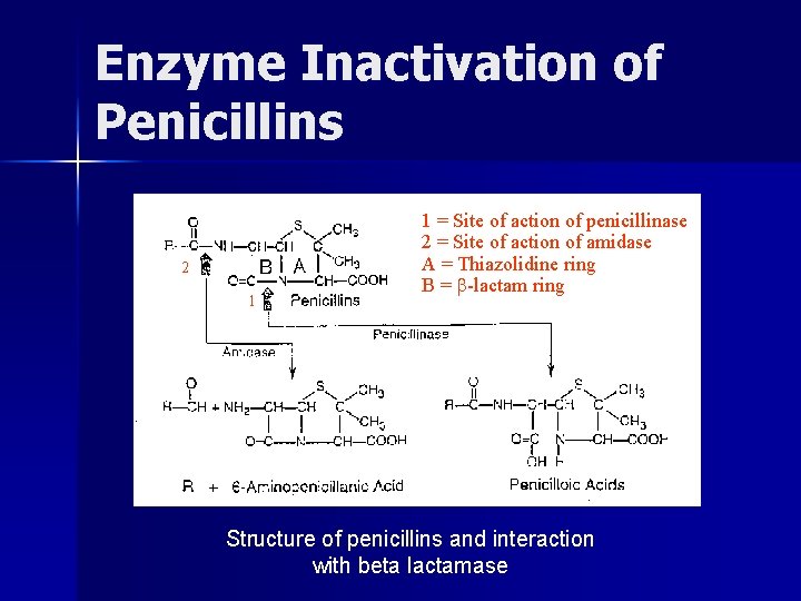 Enzyme Inactivation of Penicillins 2 1 1 = Site of action of penicillinase 2