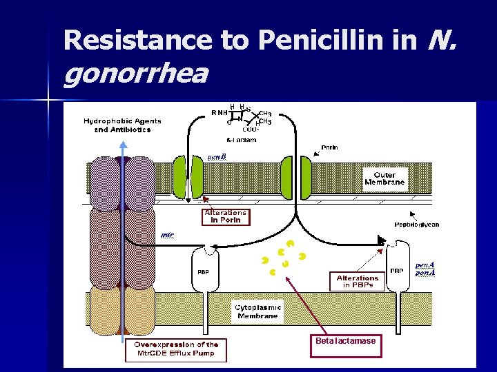 Resistance to Penicillin in N. gonorrhea Beta lactamase 