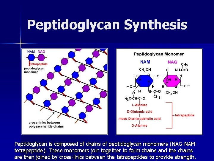 Peptidoglycan Synthesis Peptidoglycan is composed of chains of peptidoglycan monomers (NAG-NAMtetrapeptide). These monomers join