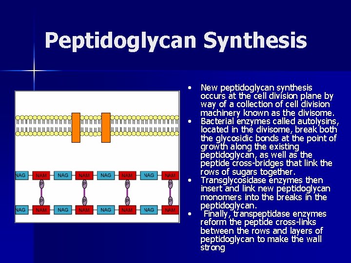 Peptidoglycan Synthesis • • New peptidoglycan synthesis occurs at the cell division plane by