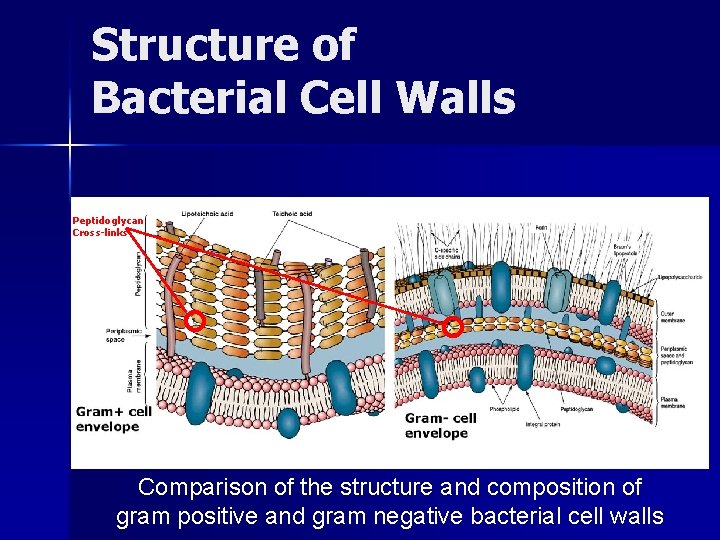 Structure of Bacterial Cell Walls Peptidoglycan Cross-links Comparison of the structure and composition of