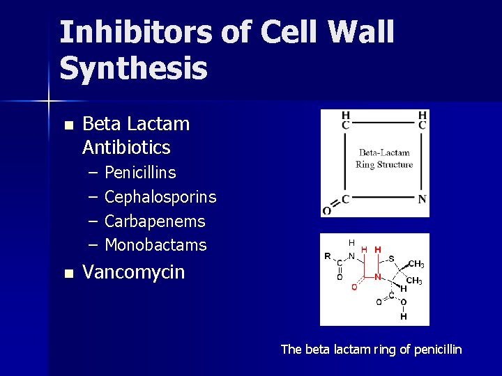 Inhibitors of Cell Wall Synthesis n Beta Lactam Antibiotics – – n Penicillins Cephalosporins