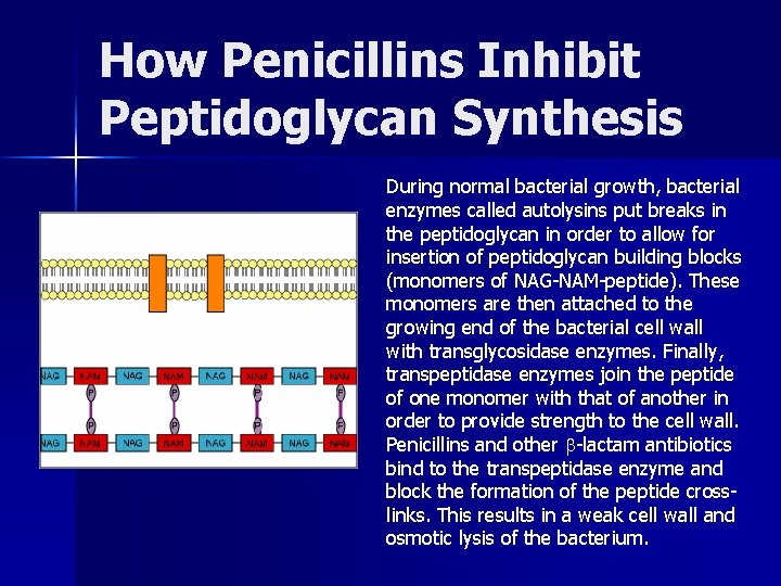 How Penicillins Inhibit Peptidoglycan Synthesis During normal bacterial growth, bacterial enzymes called autolysins put